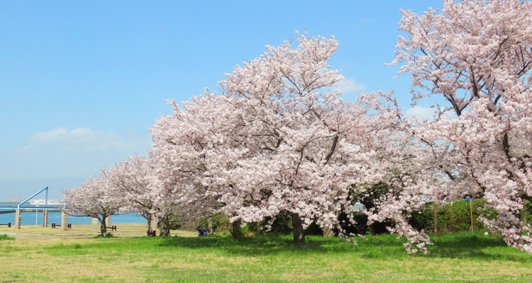 大阪北港マリーナの満開の桜